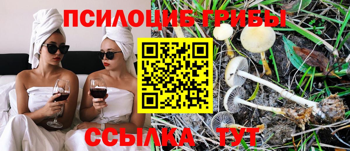 Псилоцибиновые грибы Cubensis Новокузнецк